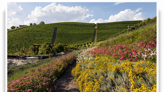 Marchesi Di Gresy