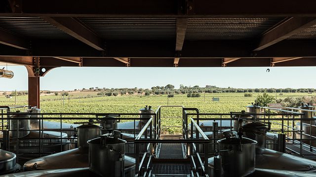 Ficheto Wine Experience - Wine tasting paired with local products