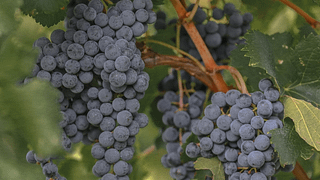 Telavi Wine Cellar | MARANI