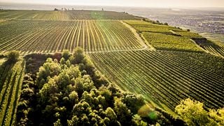 Degustazione di vini presso la cantina Alois Zimmermann OG 