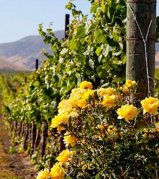 Baileyana Winery