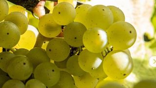 Degustação de vinhos em Roebuck Estate
