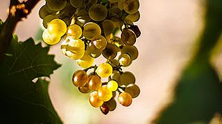 Dégustation de vins et visite au Consorzio San Michele