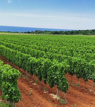 Pervino Winery