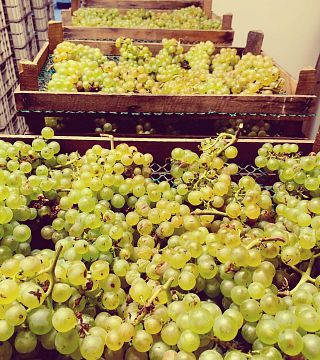 Weinprobe und Führung in der Azienda Agricola Salvetta
