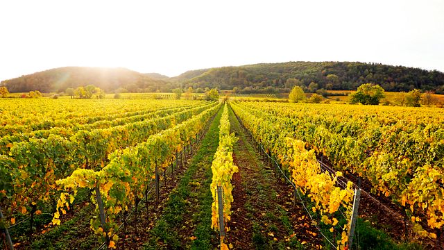 Weingut Margarethenhof