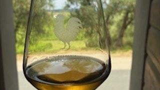 Tour and tasting of organic Tuscan IGT white wines