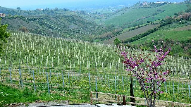 Exklusiv Cortona-tur från Florens: Toskansk Syrah-vingård.