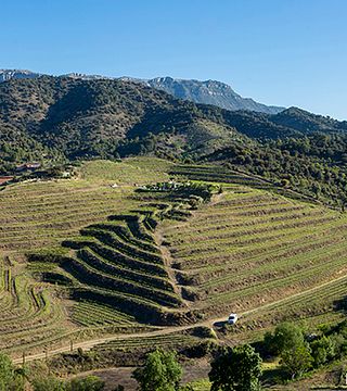 Maius Viticultors: A Family Winery in Catalonia