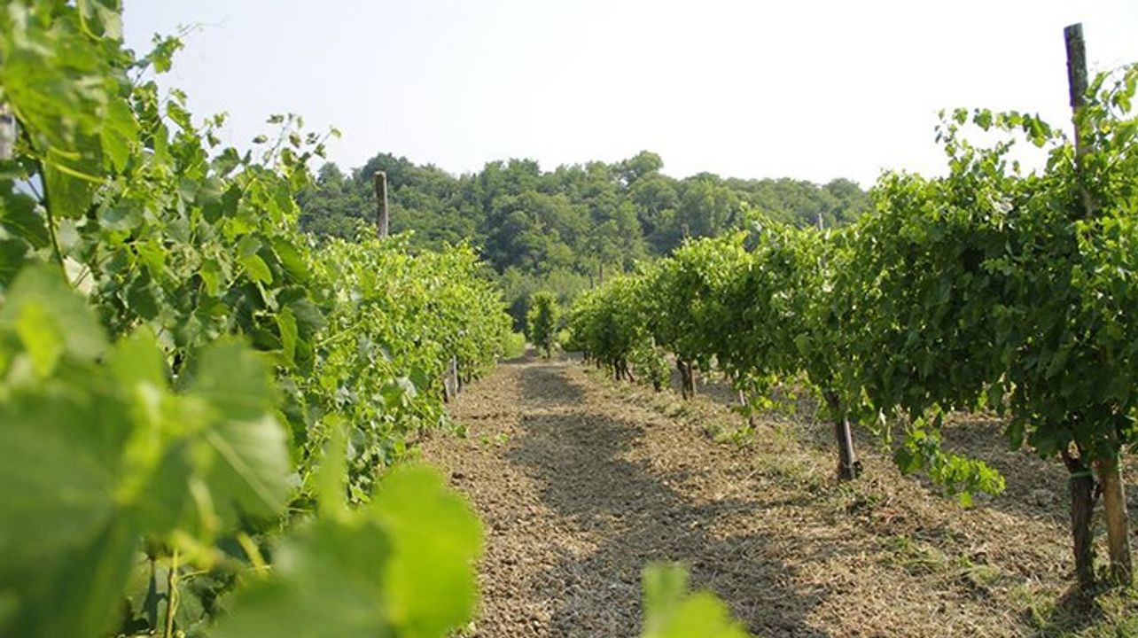 Cantina dei Monaci
