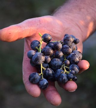 Le Guaite di Noemi e todos os seus vinhos