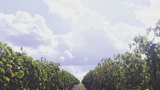 Découvrez la Cantina Gaffino : dégustation et visite du vignoble