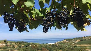Vinprovning och rundtur på Zaro Wines