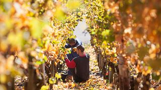 Vinprovning på Weingut Peter Lauer