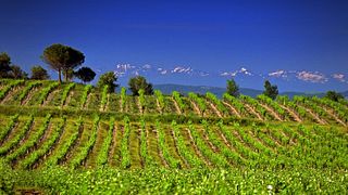 Dégustation et visite de vins au Domaine La Bastide Rougepeyre