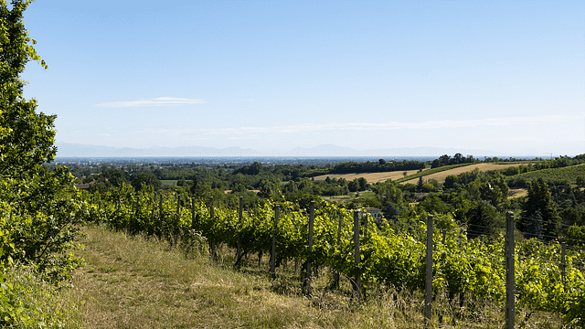 Cata de vinos en Villa Rosalba 