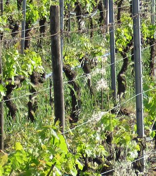 Riserva della Cascina
