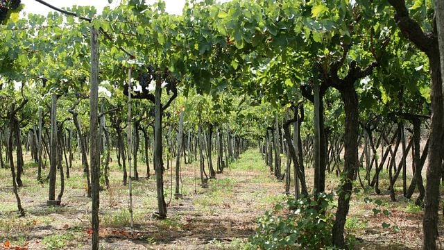 Cantine Villa Dora