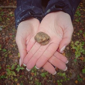 Caça às trufas com degustação de vinhos