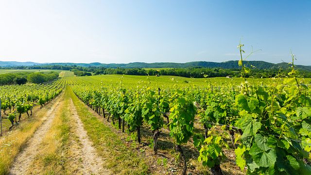 Domaine Le Passelys