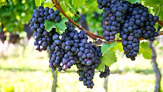 7 Days Wine Tour Crete and Santorini