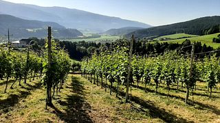 Vinhos e Petiscos Regionais – Degustação com Vista