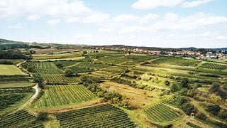 Lower Austria Wine & Cellar Tour at Weingut Kittenberger