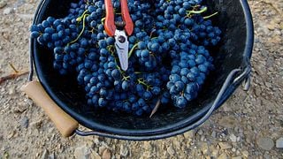 Degustazione di vini e visita al Domaine De Saumarez
