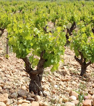Cassis-Dorftour, Calanques-Bootsfahrt und Provence-Weine aus Aix