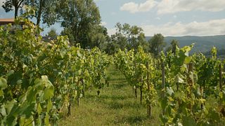 Scopri l'esperienza e il tour del vino 