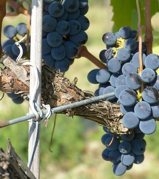 Degustação de vinhos e tour na Tenuta Neri