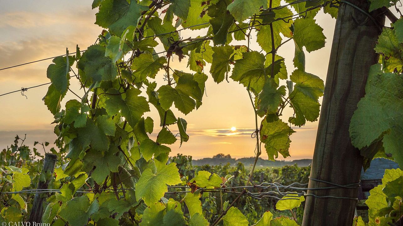 Domaine R & P Bouley