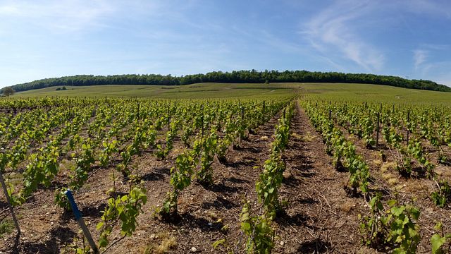 Champagne Poirot: Vineyard Stroll & Cellar Tasting