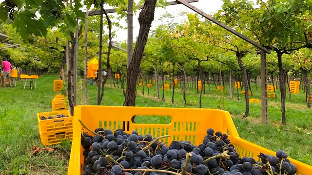 DolceVera Winery