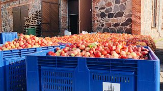 Visita a la sidrería y cata de sidra