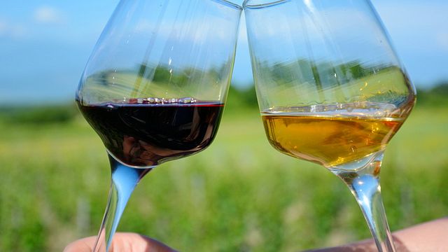 Experiências de degustação na Didgori Winemaking