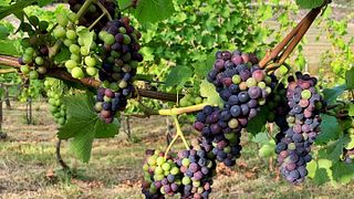 Degustação de Vinhos no Winnica Vineas Montis