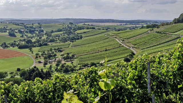 Klassische Weinverkostung im Weingut Lutz