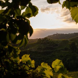 Dégustation de vins et visite des vignobles Stekar