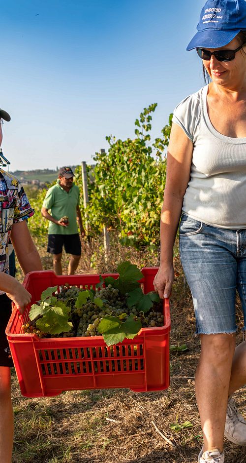 Moscato d'Asti DOCG - Azienda Agricola Criolin Di Claudio Canavero