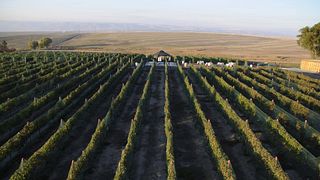Lindsay Creek Vineyards