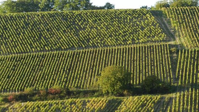 Cata de vinos y visita guiada a Vignoble Angst