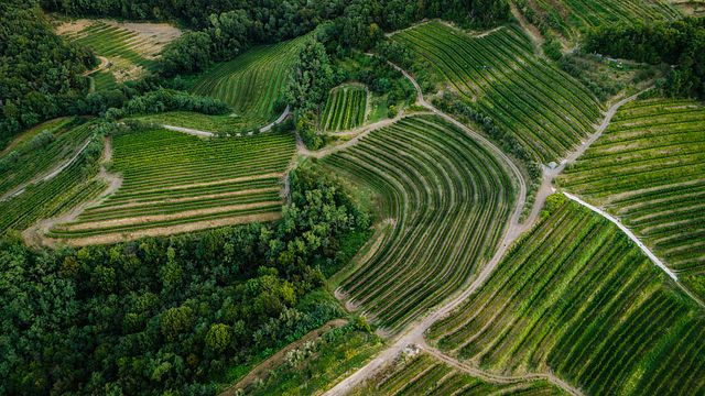 Dégustation de vins et visite des vignobles Stekar