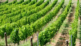 Weinprobe und Führung in der Azienda Agricola Ciucci