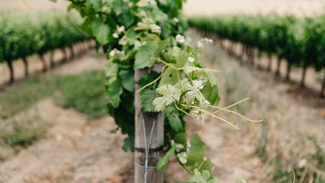Groot Phesantekraal Wines