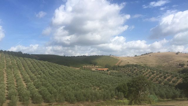 Cata de vinos y visita guiada en Muschi Alti