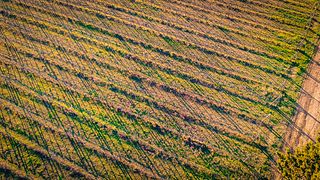 Degustação de vinhos completa em Vitivinicola il Poggio