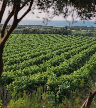 Esplora Cantina Ligios: passeggiata nei vigneti e degustazione di 6 vini
