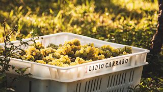 Lidio Carraro Boutique Winery