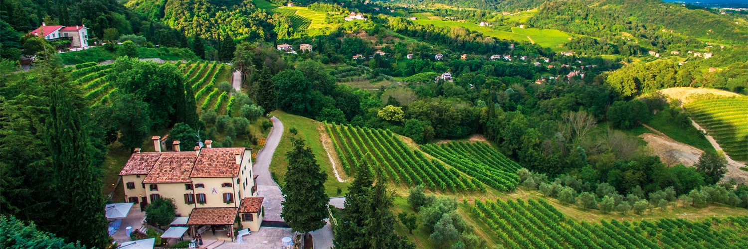 Serena Wines 1881 - Vda2